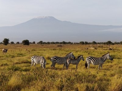 DAY TOUR TO AMBOSELI NATIONAL PARK FROM NAIROBI