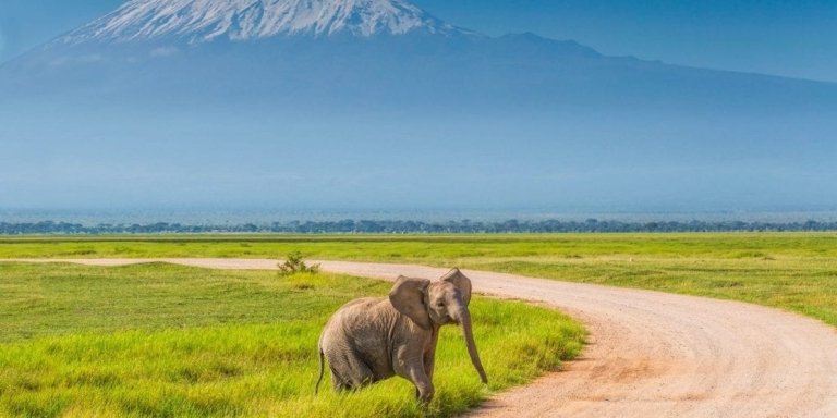 DAY TOUR TO AMBOSELI NATIONAL PARK FROM NAIROBI