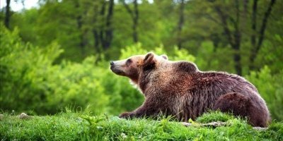 From Bucharest: Libearty Sanctuary And Dracula's Castle in a Day Tour