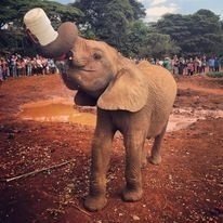 David Sheldrick Elephant Orphanage Tour