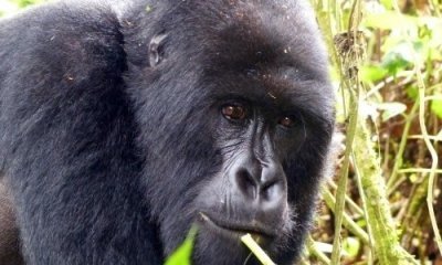 4 Days Double Gorilla Trekking In Bwindi