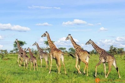 Private Wildlide Lodging Safari in Tanzania - 5 Days