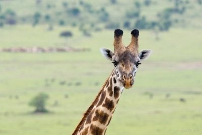 2 DAYS  TSAVO EAST NATIONAL PARK-KENYA