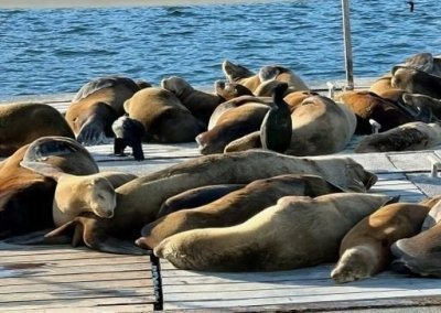 San Diego Sailing Excursions