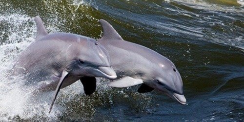 Dolphin Sightseeing Tour- Melbourne Florida