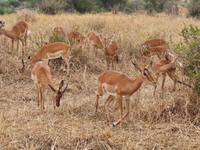 8 DAYS KENYA EXPERIENCE WILDLIFE SAFARI