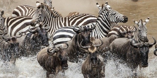 8 DAYS KENYA EXPERIENCE WILDLIFE SAFARI