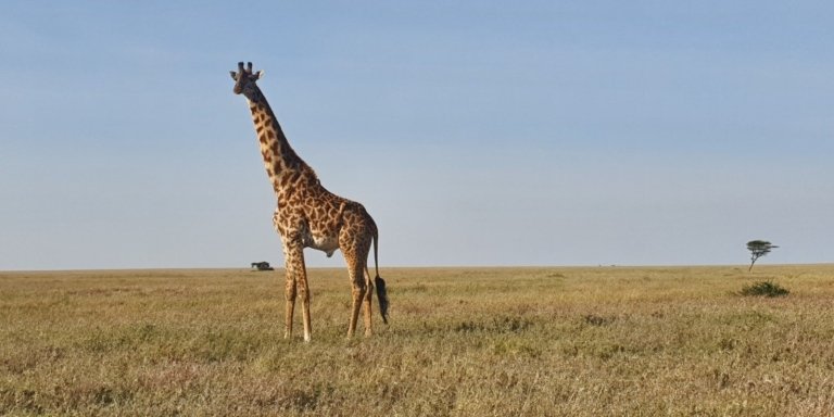 11 DAYS KENYA AND TANZANIA SAFARI