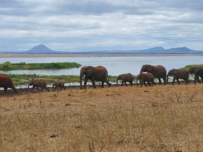 11 DAYS KENYA AND TANZANIA SAFARI