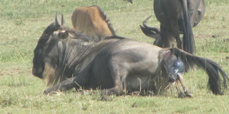 8 DAYS TANZANIA WILDEBEEST CALVING SEASON SAFARI