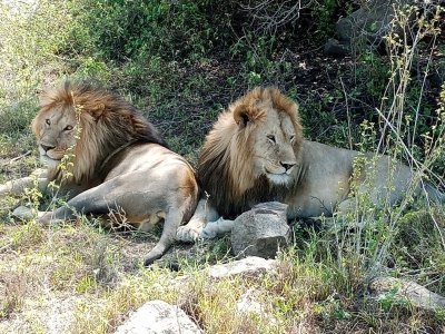 8 DAYS TANZANIA WILDEBEEST CALVING SEASON SAFARI