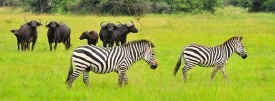 3 Day-Ngamba Island-Kampala-Jinja Source of River Nile Tour.