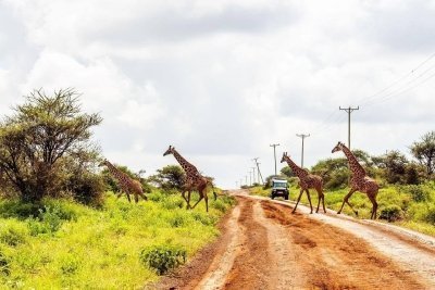Kenyan Amboseli, Nakuru and Maasai Mara Safari (Lodging) -  5 Days