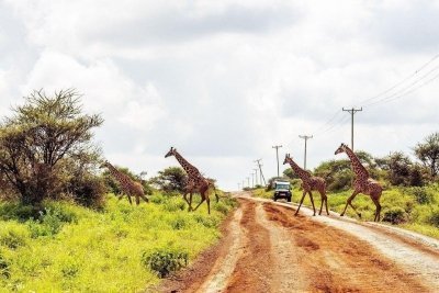 Wildlife Highlights Lodging Safari in Kenya