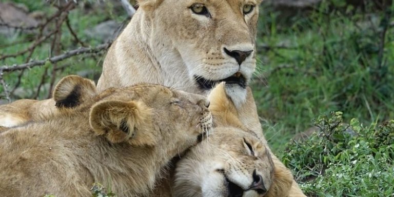 Wildlife Highlights Lodging Safari in Kenya