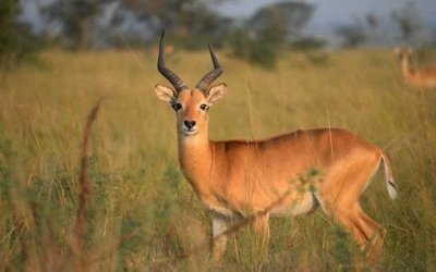 10 Days Kenya Wildlife and Culture Safari