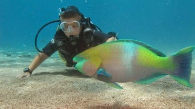 Eilat Diving Eilat Diving