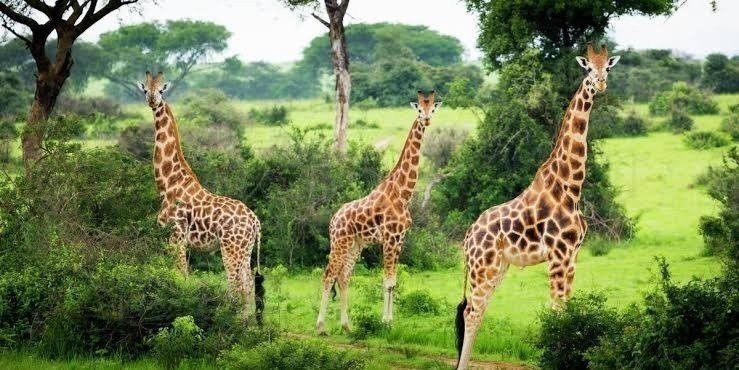3 Days Murchison Falls Tour