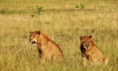 3 Days Murchison Falls Tour