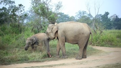 Hurulu Eco Park Morning Safari
