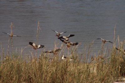 EARLY BIRD JET BOAT SAFARI VICTORIA FALLS