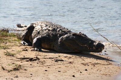 SHORT, SCENIC AND SOULFUL JET BOAT ADRENALINE RUSH  VICTORIA FALLS