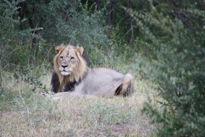 EAGLE EYED FOR SUNDOWNERS JET BOAT SAFARI VICTORIA FALLS