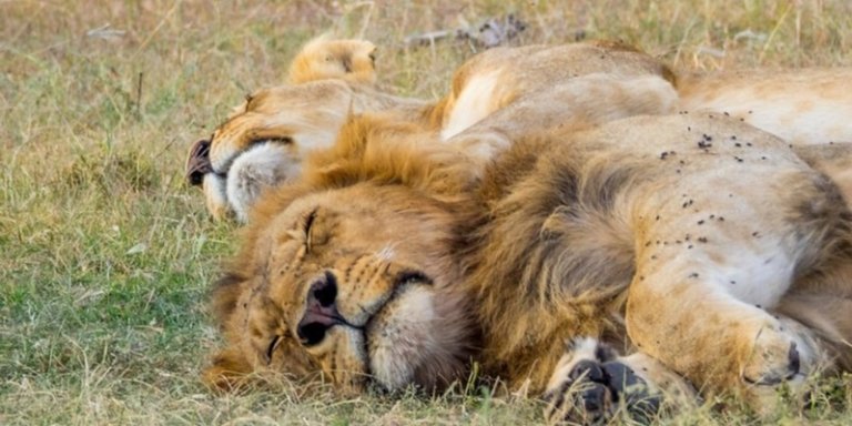 4-Day Tanzania Wildlife Safari | Serengeti & Ngorongoro