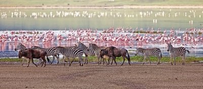 4 days Tanzania Wildlife safari - Meilleur Tours Tanzania