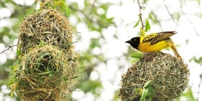 4-Day French Guided Victoria Falls -Chobe NP Package