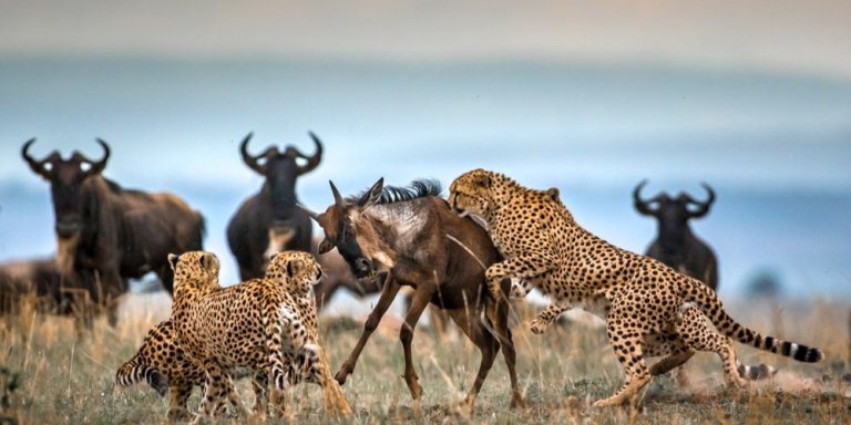 5-Day Amazing Luxury Safari