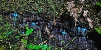 Gold coast glow worm night tour with Chinese speaking guide
