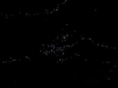 Gold coast glow worm night tour with Chinese speaking guide