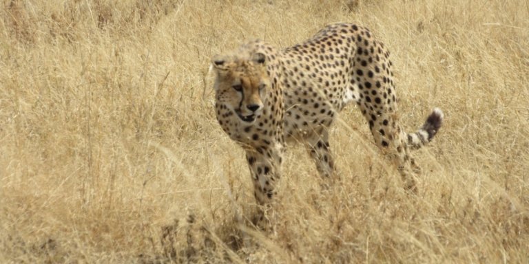 3 Days Fly in and out Lodge Safari to Serengeti and Ngorongoro Crater