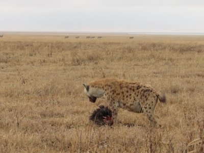 3 Days Fly in and out Lodge Safari to Serengeti and Ngorongoro Crater