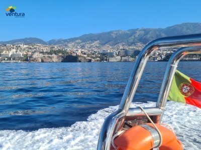 Whale & Dolphin Watching Tour | Speed Boat