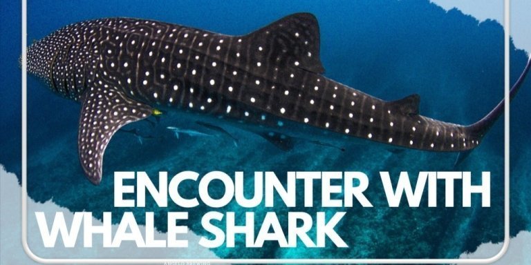 Encounter with whale shark