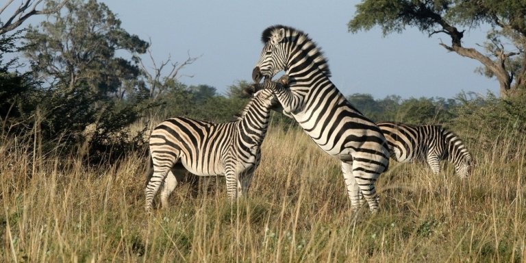 Migration of Zebra Safari