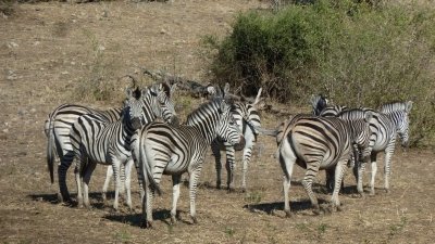 Migration of Zebra Safari