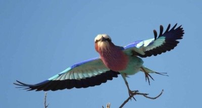 Central Kalahari Game Tour