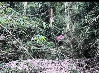 Elephant Home Sanctuary in Muang Thong Sayaboury Laos