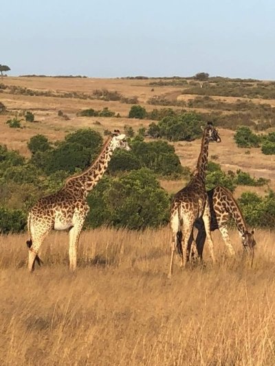 3 Days Murchison Falls Safari