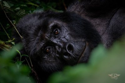 5 Days Best of Uganda Safari and Primates