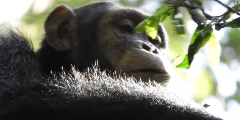 5 Days Best of Uganda Safari and Primates