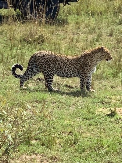 7 days Gorilla, Chimps and Uganda Wildlife Safari