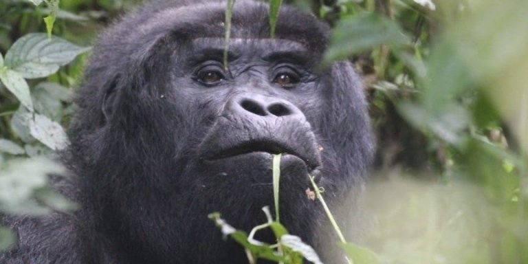 7 days Gorilla, Chimps and Uganda Wildlife Safari