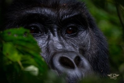 9 Days Adrenaline Adventure , Wildlife Safari & Primates Tour