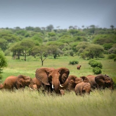 6 DAY GROUP JOINING TANZANIA SAFARI - MEILLEUR TOURS TANZANIA