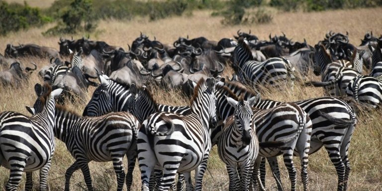 6 DAY GROUP JOINING TANZANIA SAFARI - MEILLEUR TOURS TANZANIA