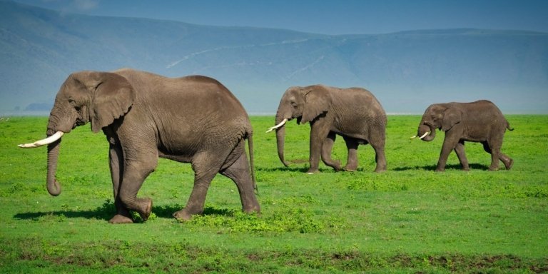 6-Day Tanzania Safari Tour